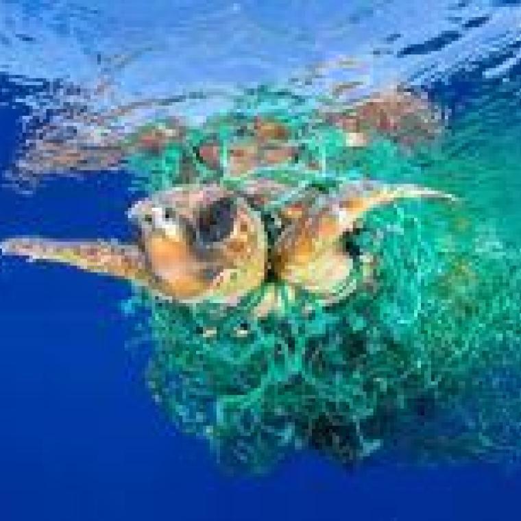 Photo of Endangered species international ​​​